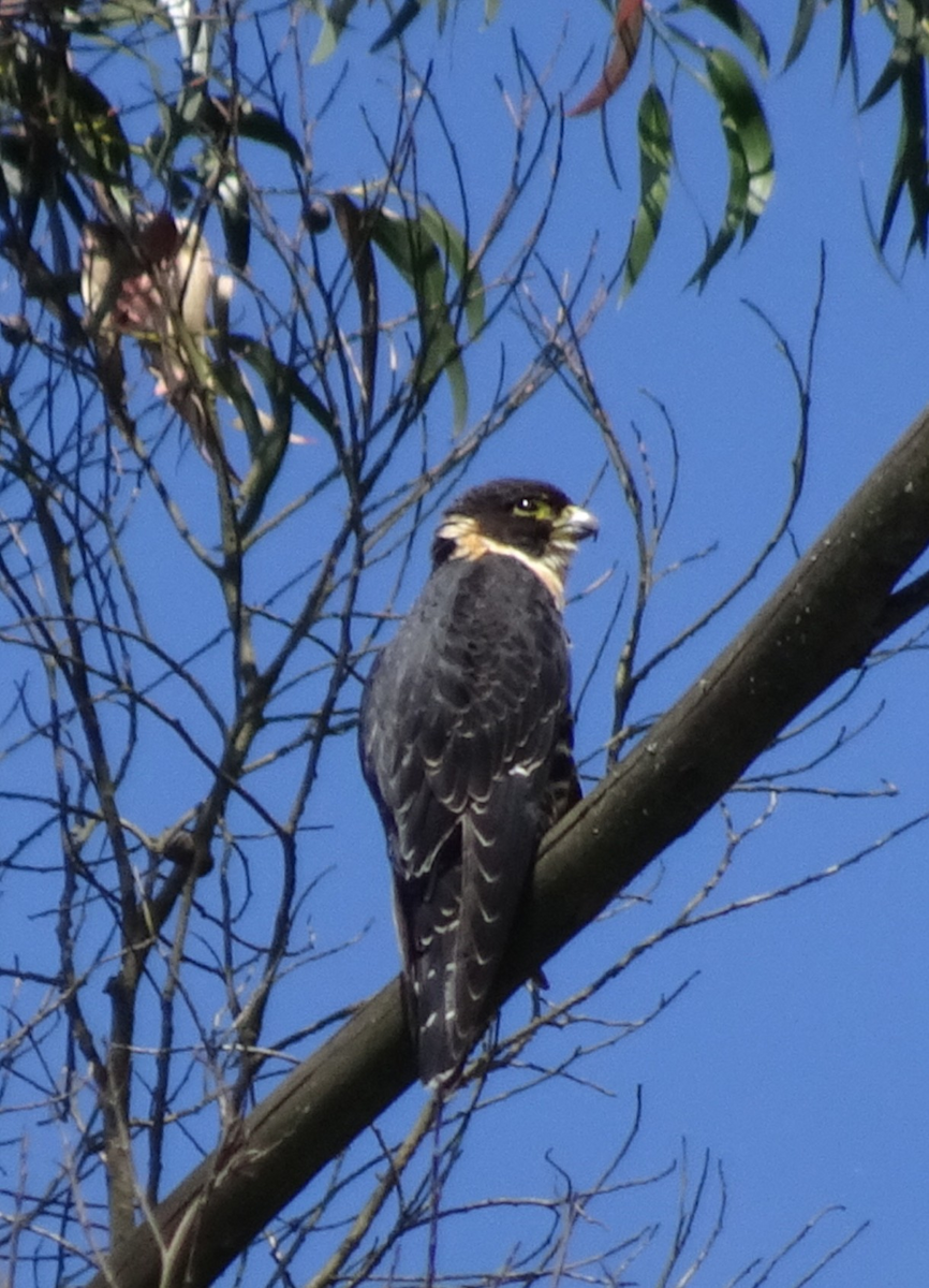 Bat Falcon - ML645470016