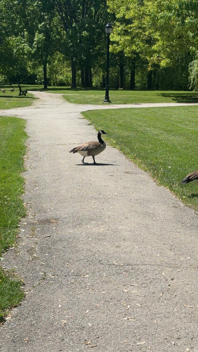 Oca canadese maggiore - ML645470017