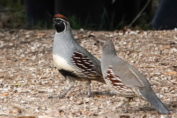 Gambel's Quail - ML645470034