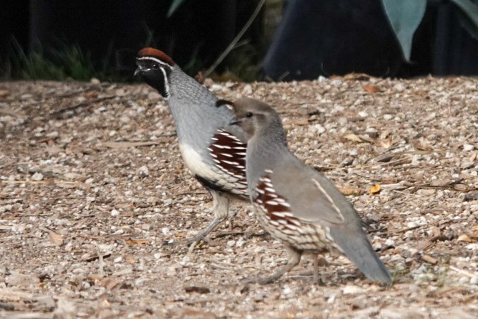 Gambel's Quail - ML645470035