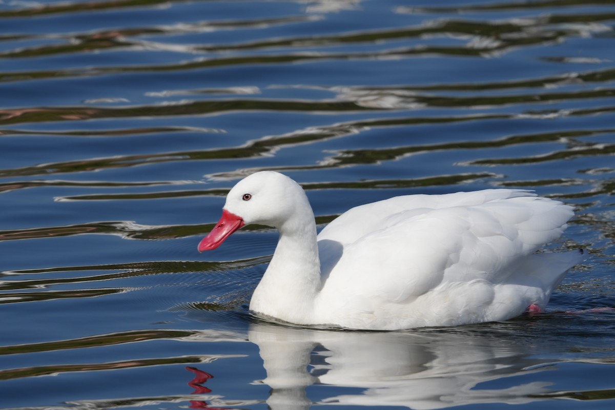 Коскороба - ML645470055