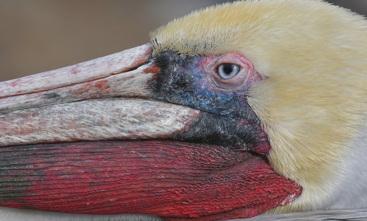 Pelikano arrea - ML645470061