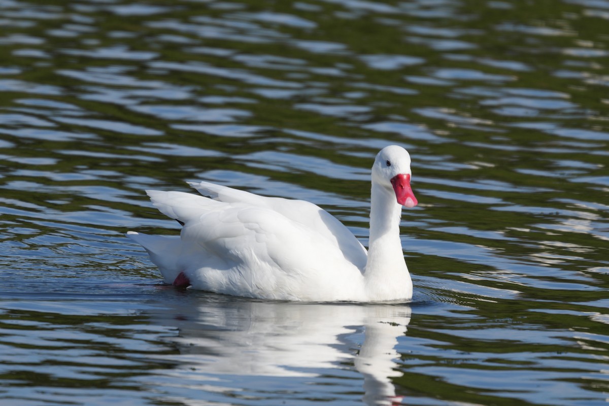 Коскороба - ML645470094