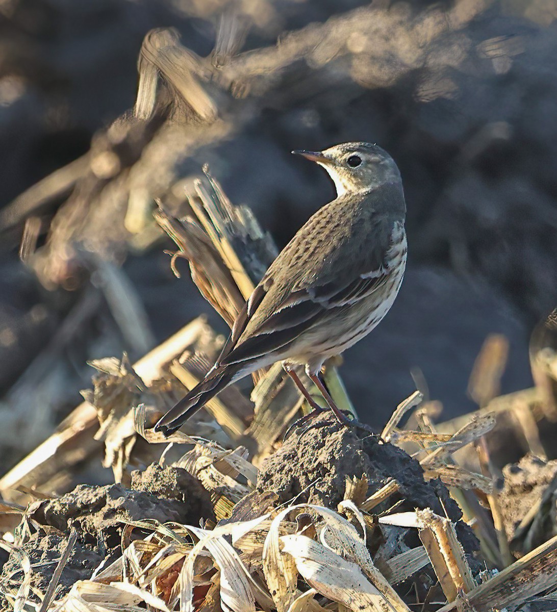 American Pipit - ML645470109