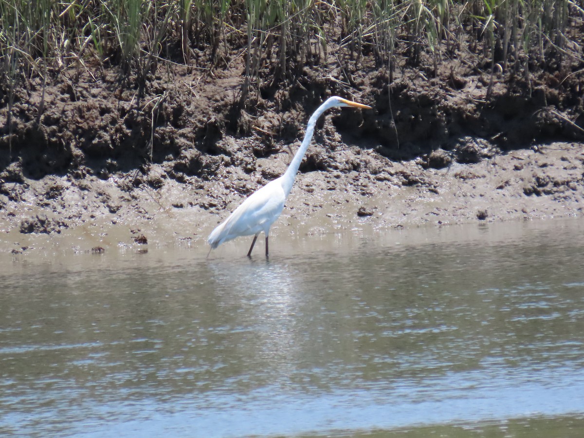 Great Egret - ML645470110