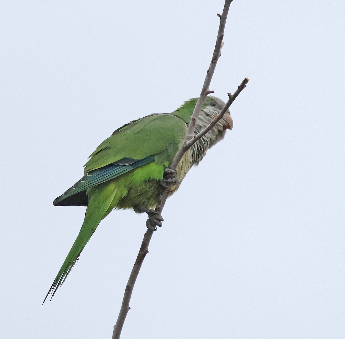 Mönchssittich - ML645470112