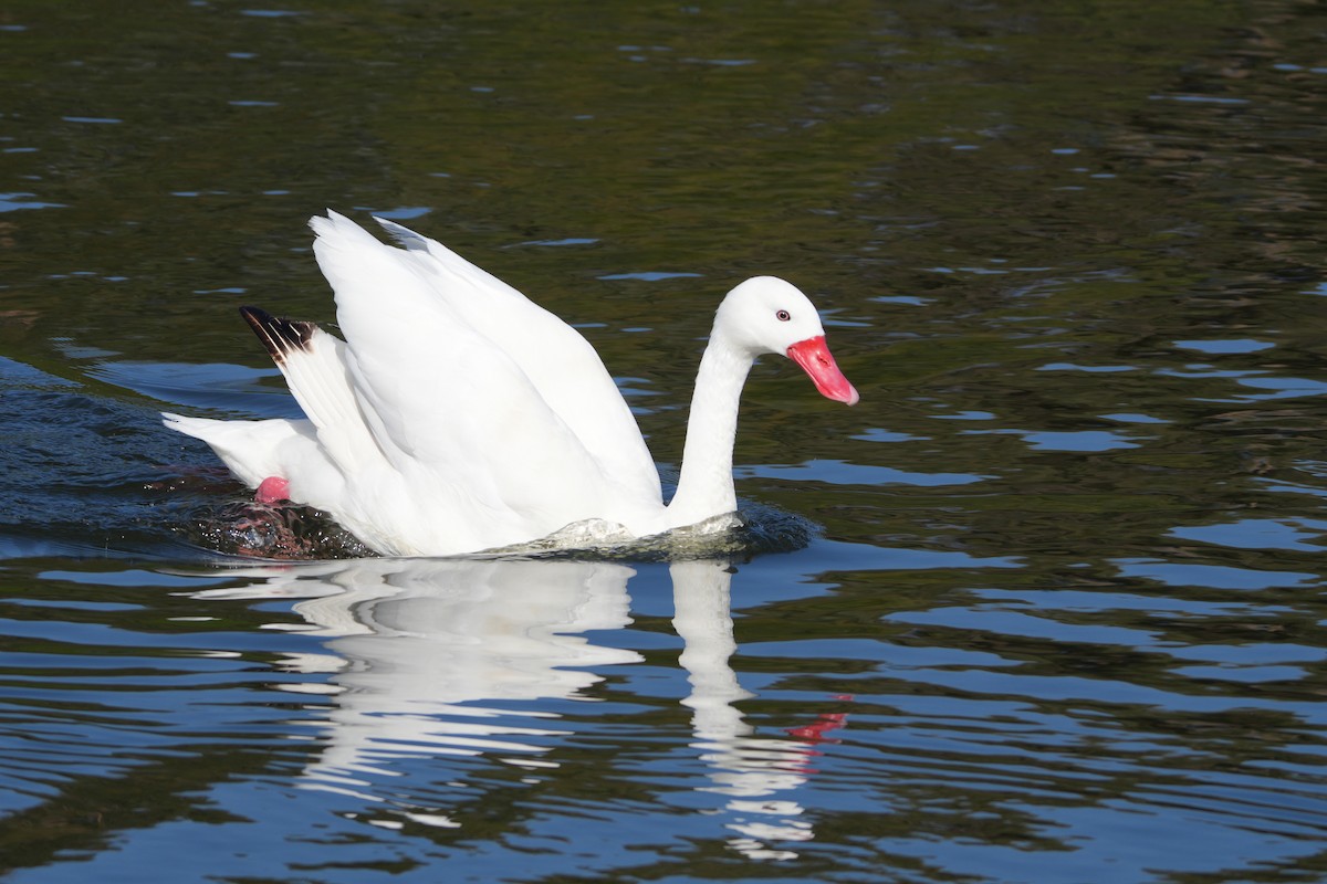 Коскороба - ML645470120