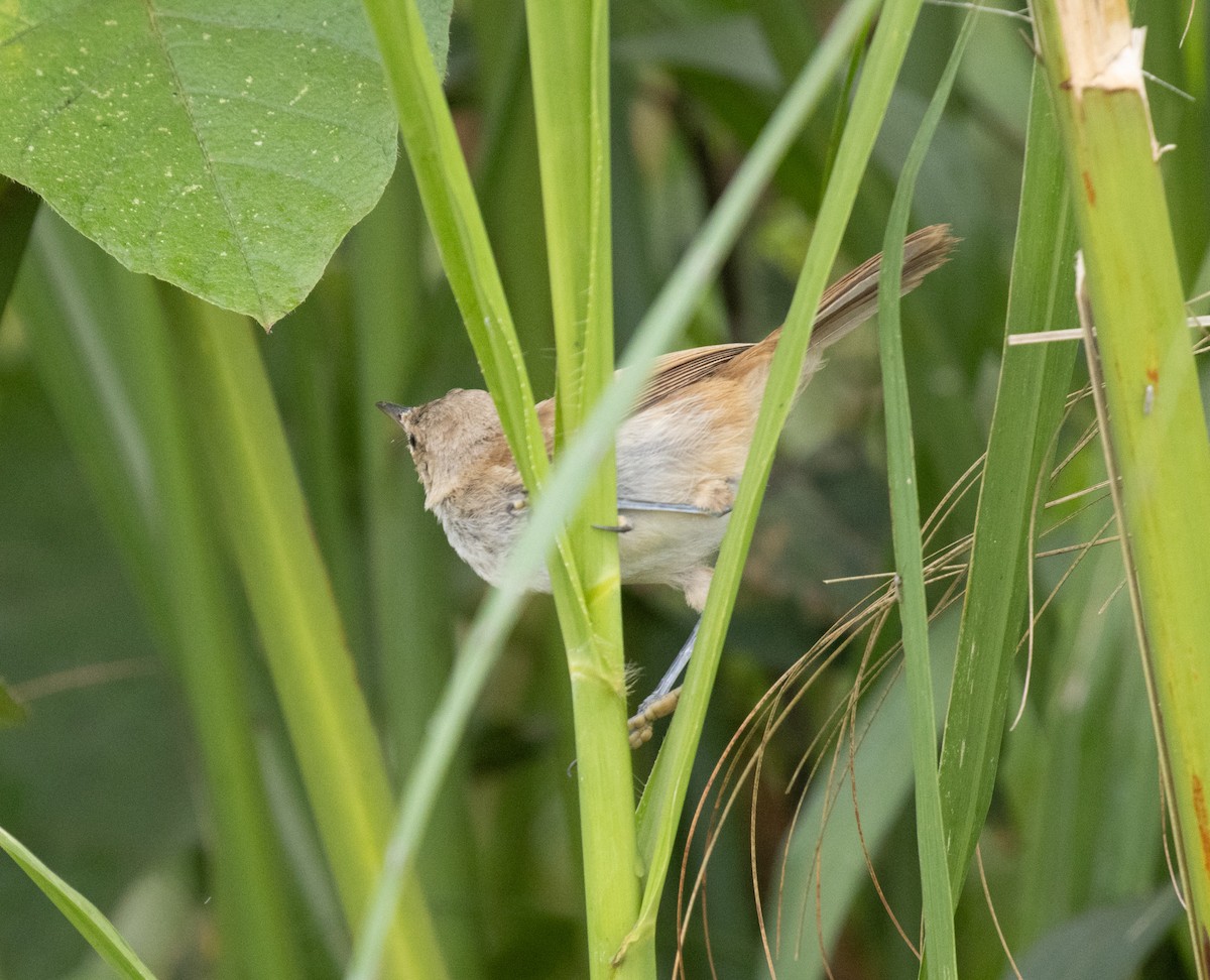 Highland Rush Warbler - ML645470123