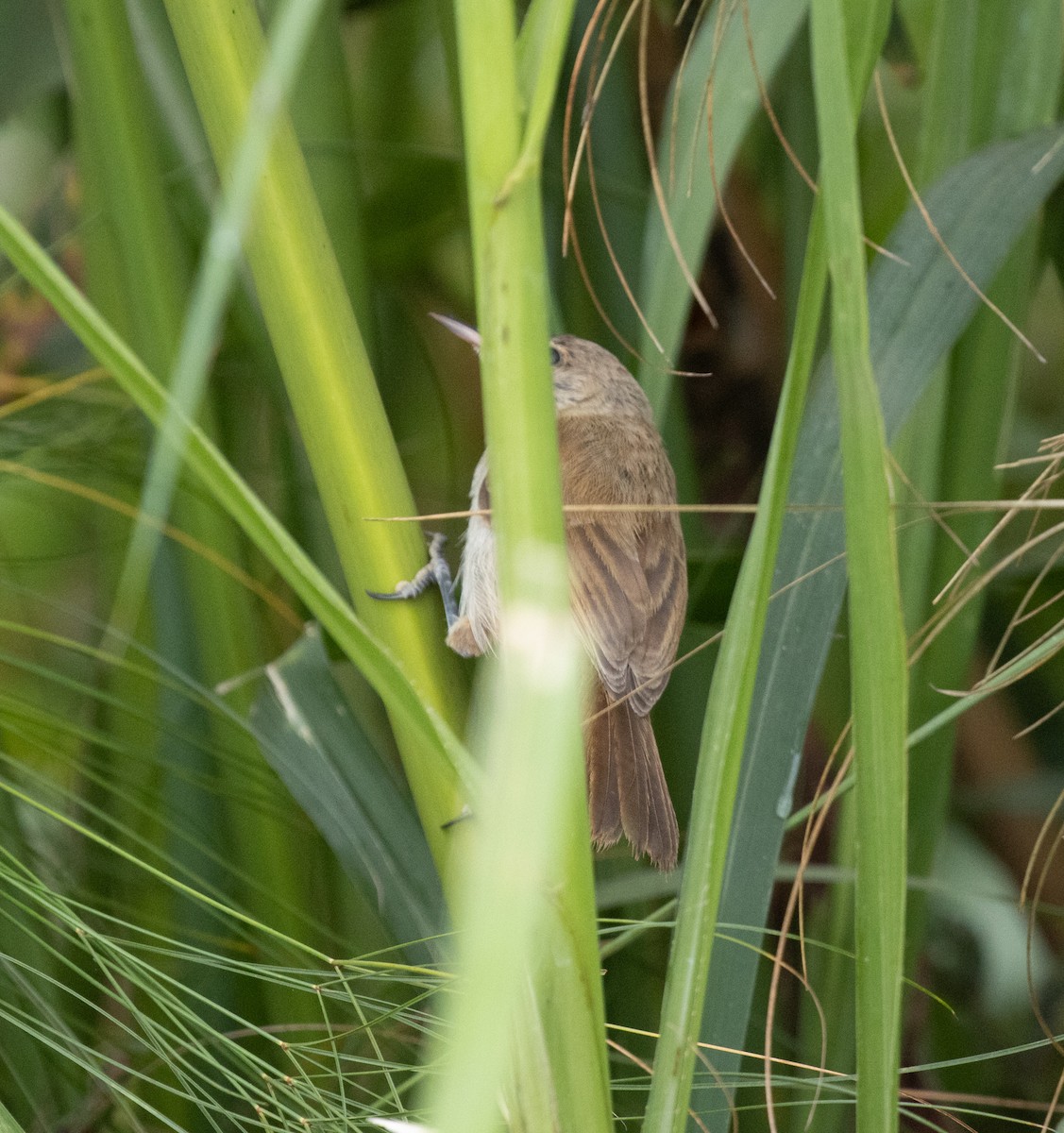 Highland Rush Warbler - ML645470129