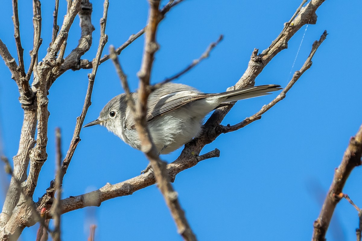 Голубая комароловка - ML645470145