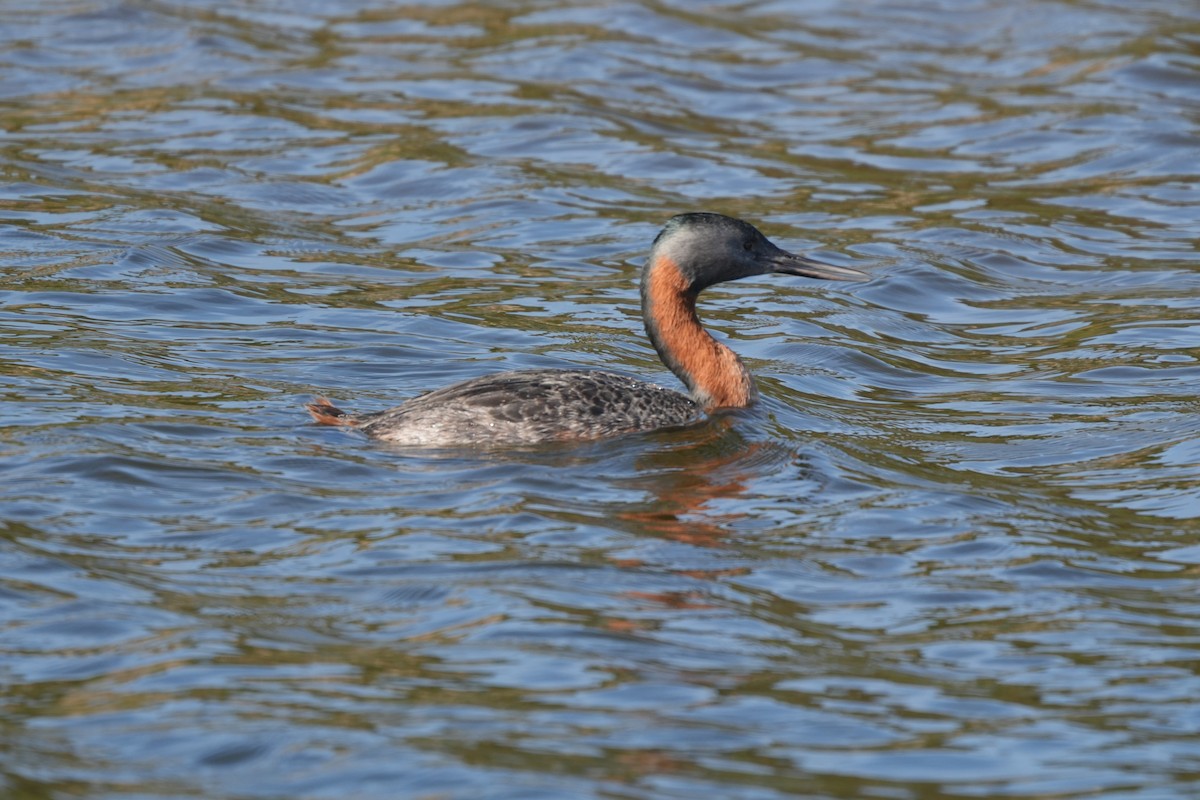 Магелланова поганка - ML645470147