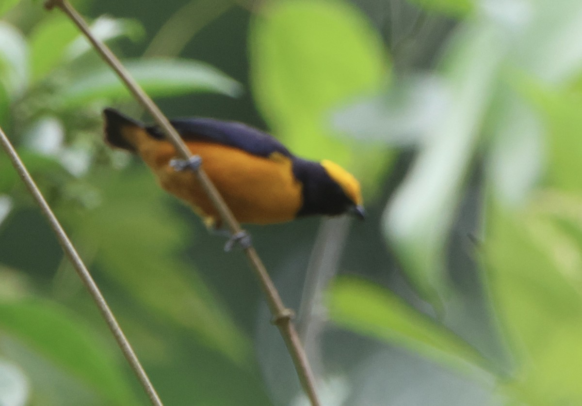 Orange-crowned Euphonia - ML645470153