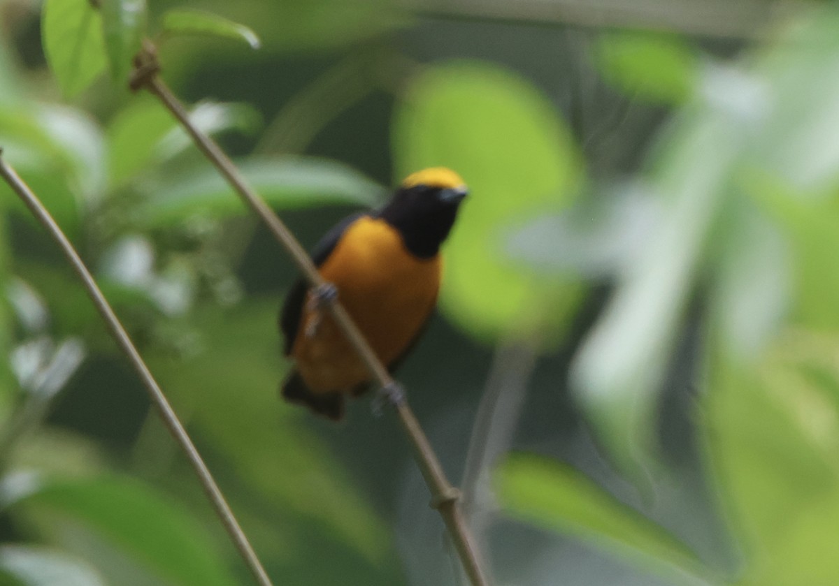 Orange-crowned Euphonia - ML645470154