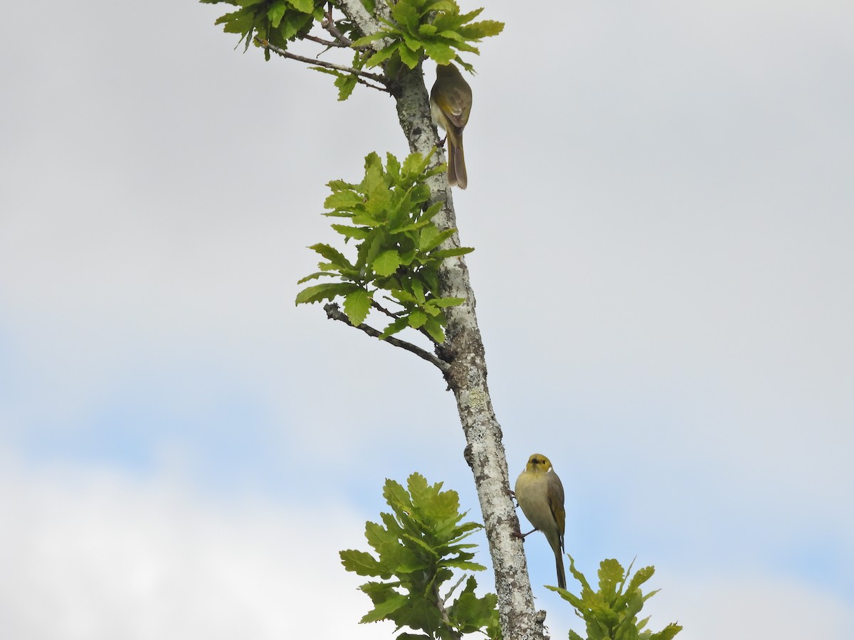 hvitsmykkehonningeter - ML645470155