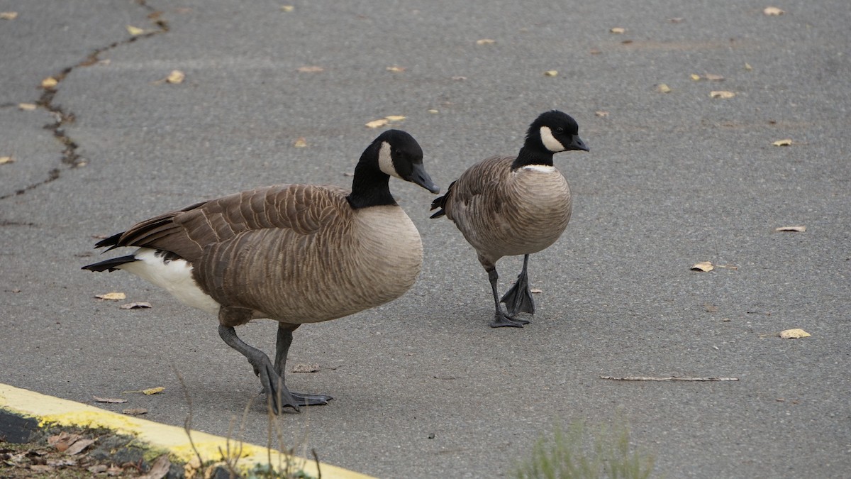 小加拿大雁 - ML645470157