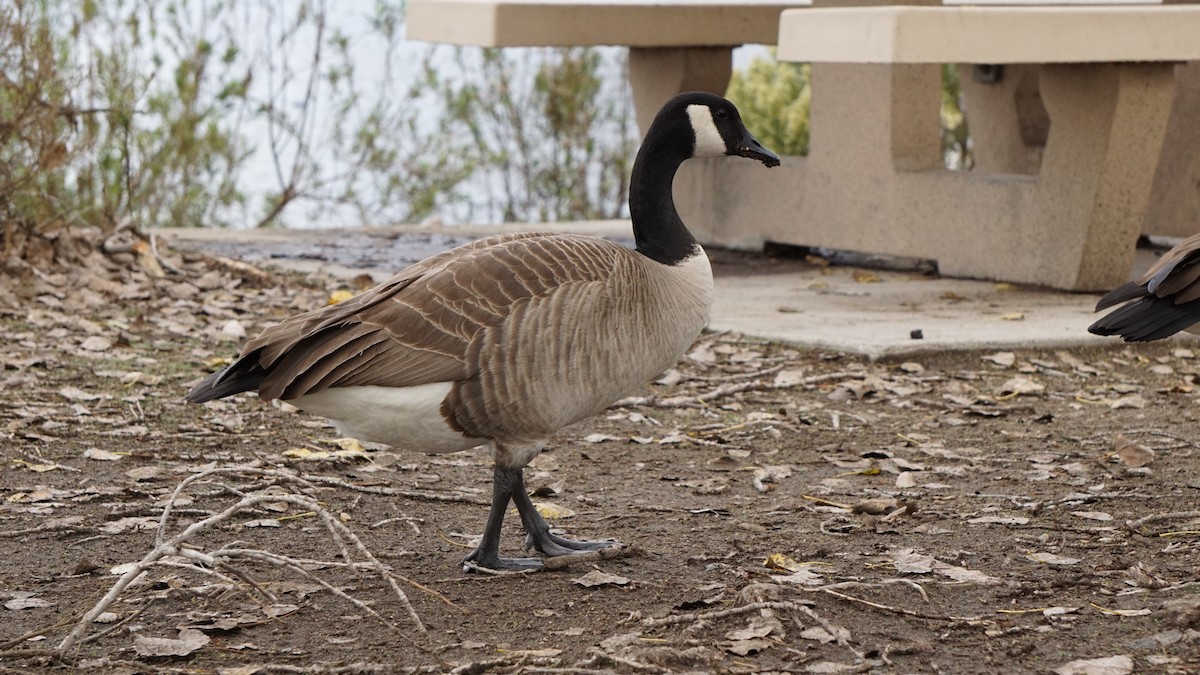 Oca canadese maggiore - ML645470164