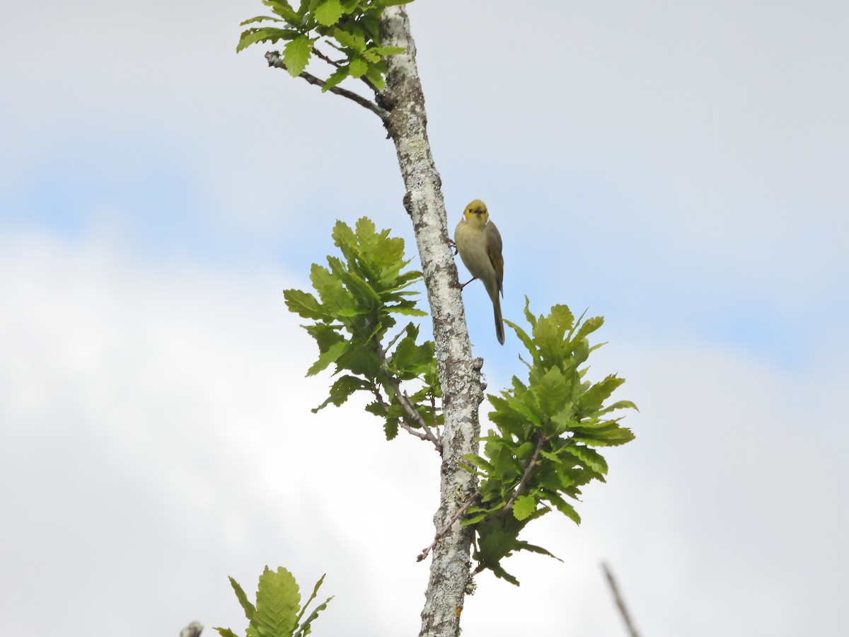 hvitsmykkehonningeter - ML645470165