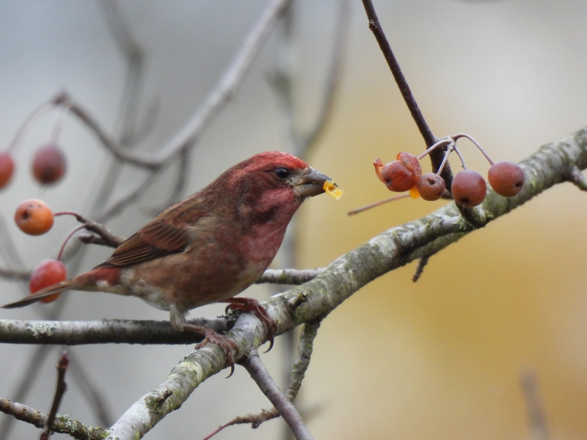 hýl nachový - ML645470167