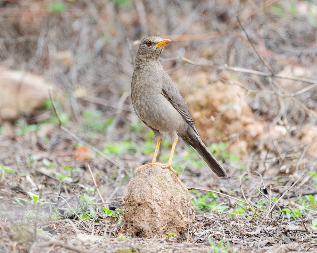 ナンベイツグミ - ML645470169