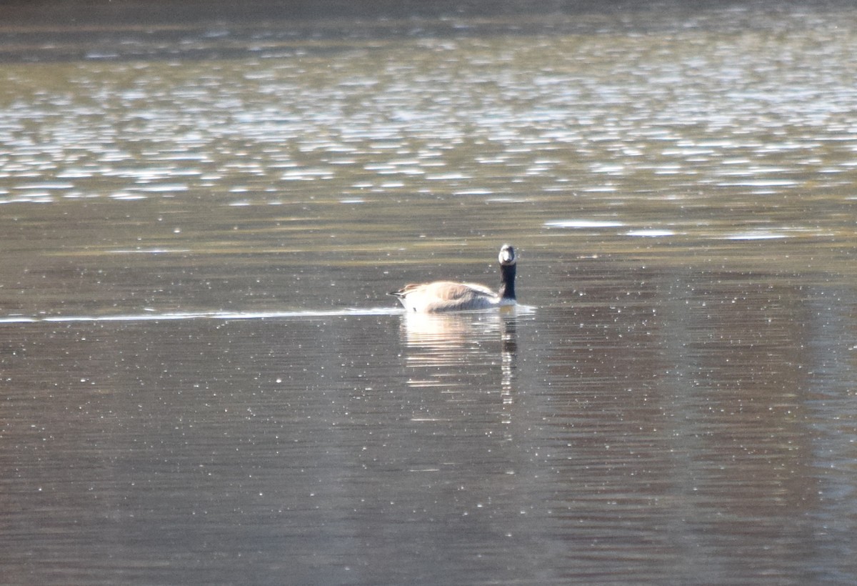 Oca canadese maggiore - ML645470171