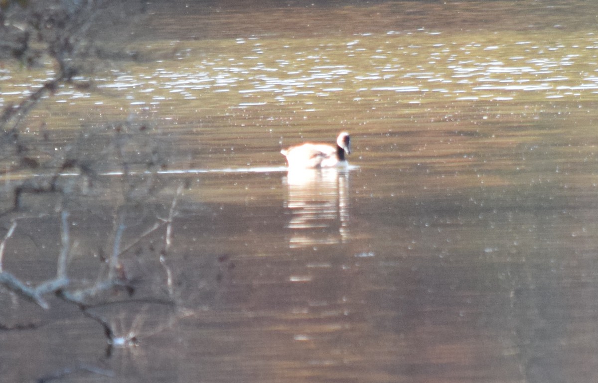 Oca canadese maggiore - ML645470180