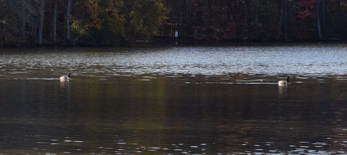 Oca canadese maggiore - ML645470181