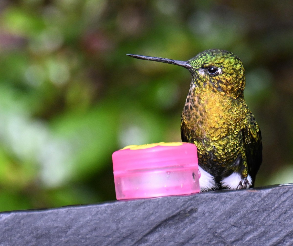 Érione à poitrine d'or - ML645470186