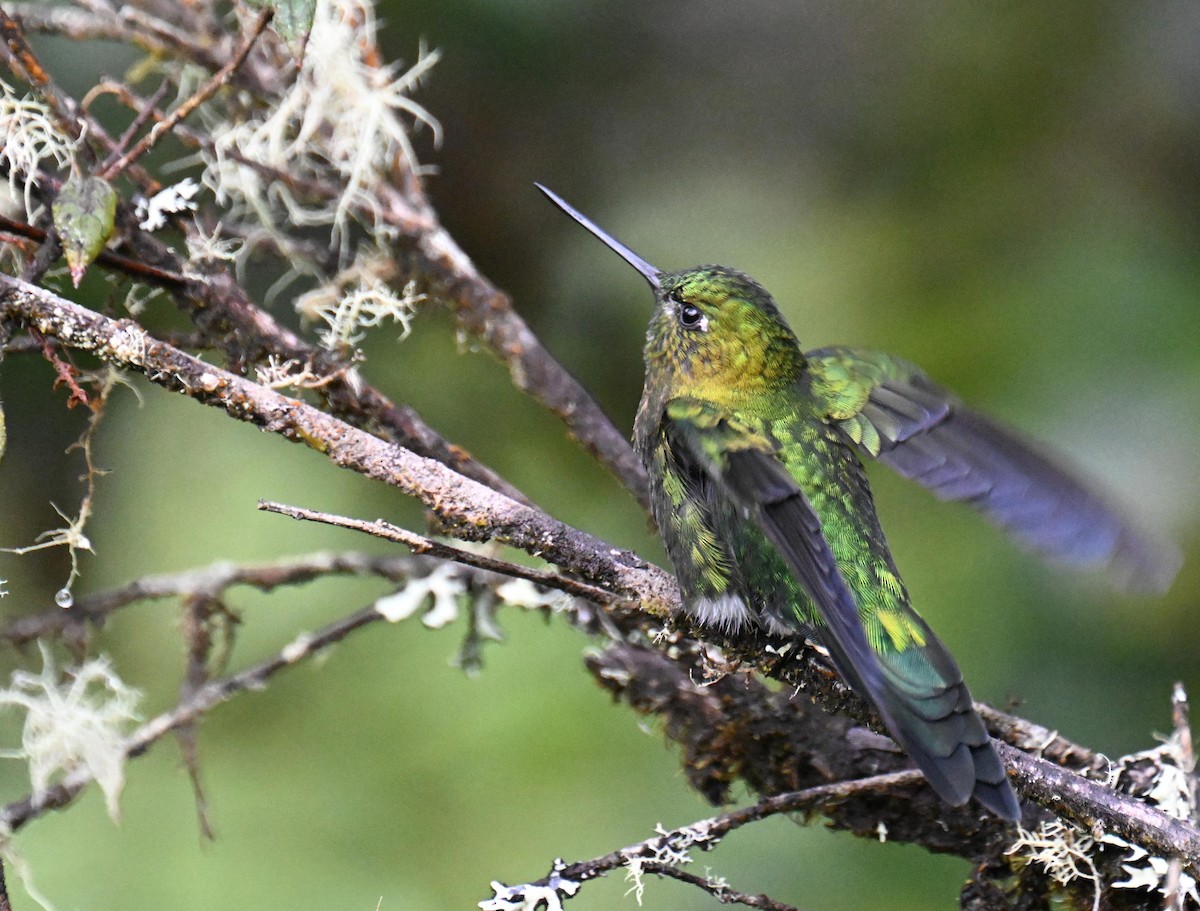 Érione à poitrine d'or - ML645470188