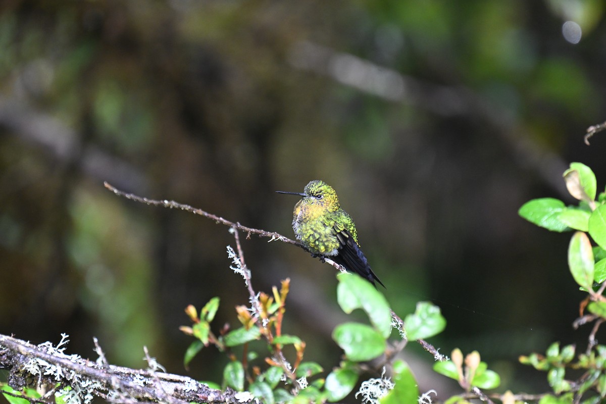 Érione à poitrine d'or - ML645470189