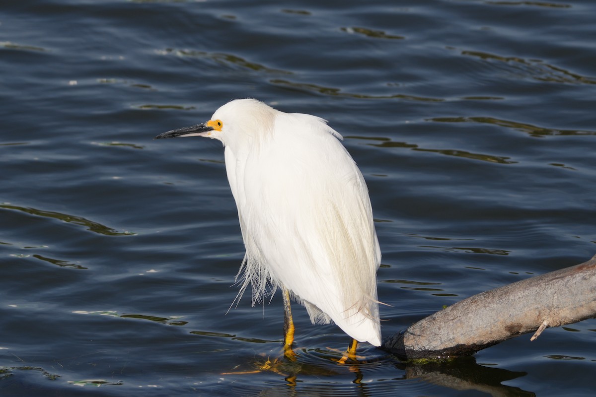 Aigrette neigeuse - ML645470190