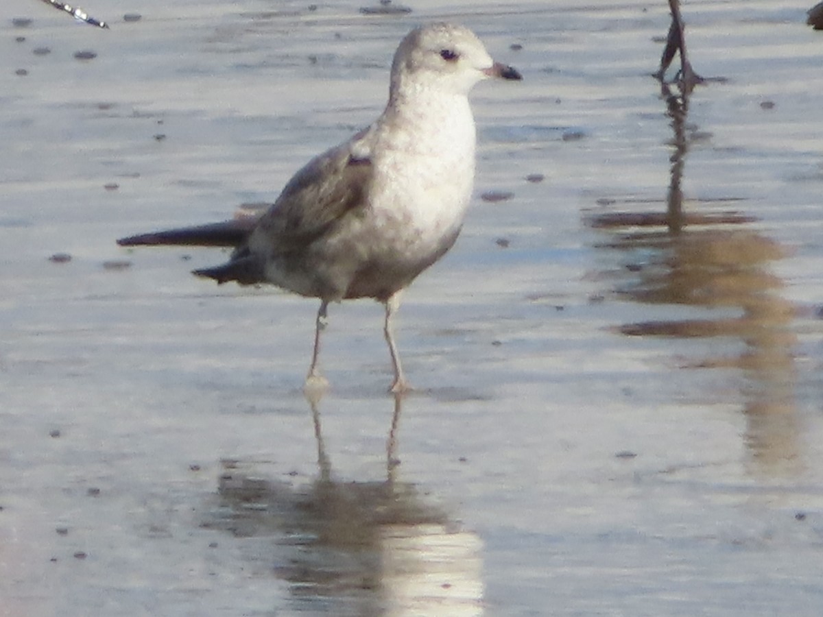 Mouette de Bonaparte - ML645470192