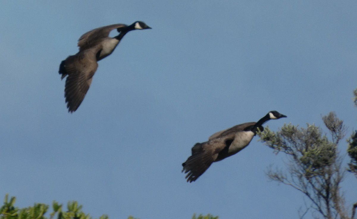 Bernache du Canada - ML645470195