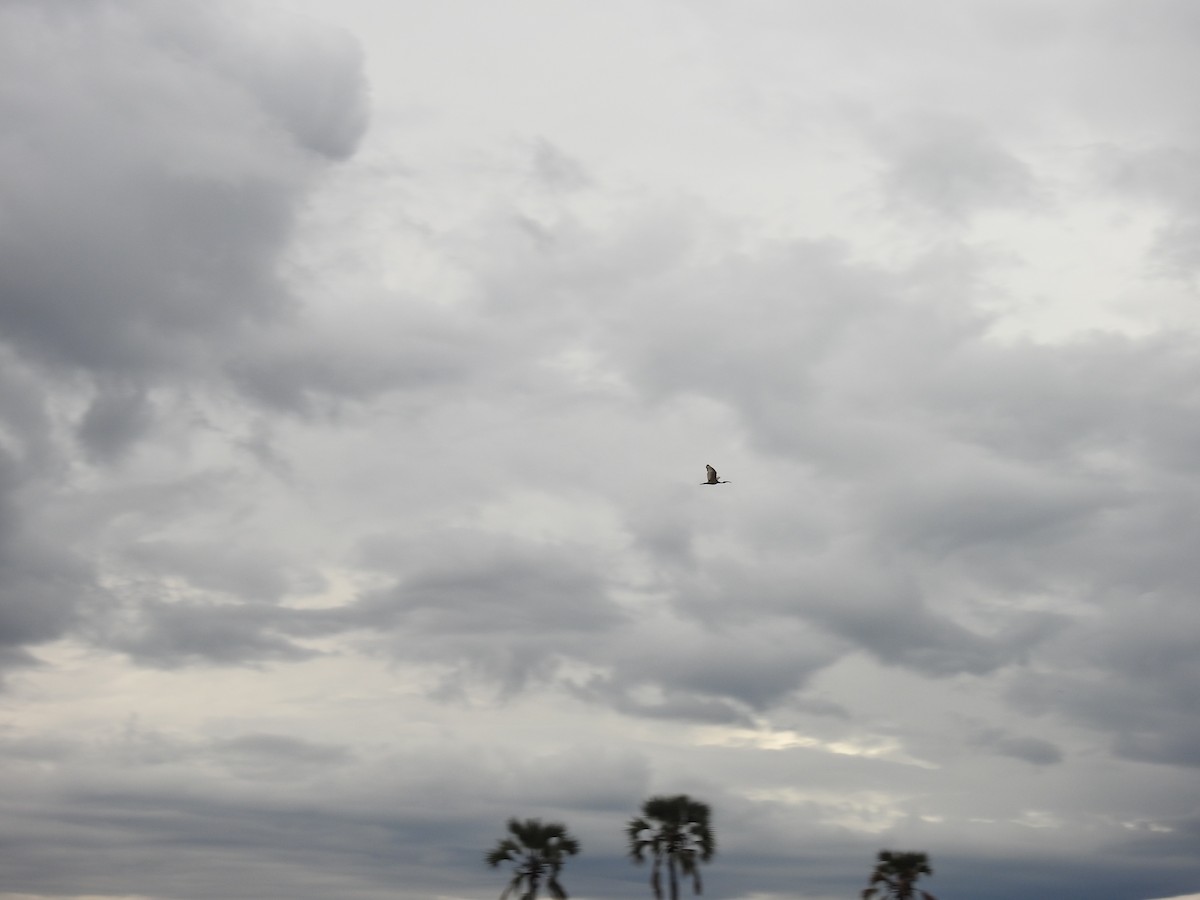 Ibis sacré - ML645470198