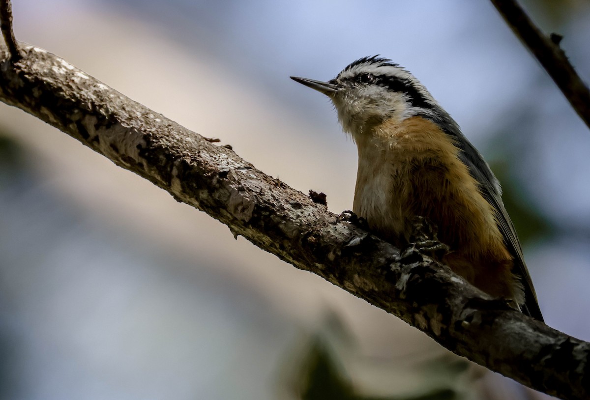 Sittelle à poitrine rousse - ML645470202