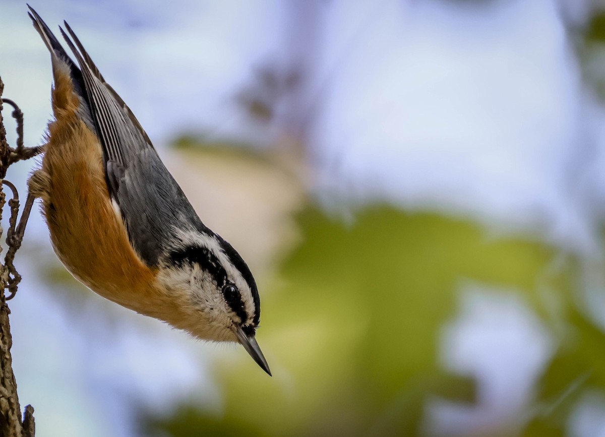 Sittelle à poitrine rousse - ML645470203
