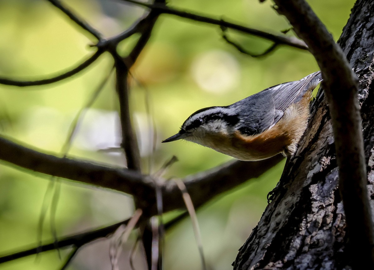 Sittelle à poitrine rousse - ML645470204