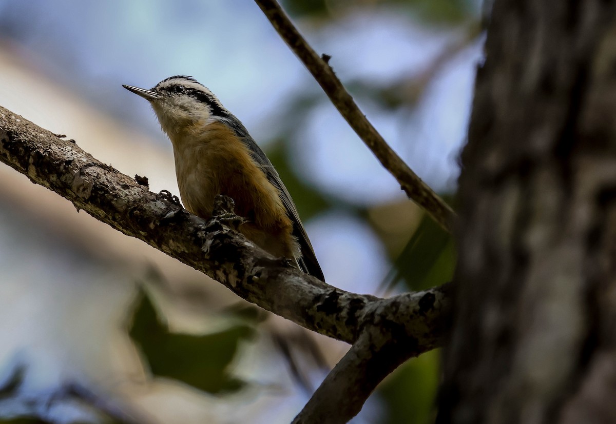 Sittelle à poitrine rousse - ML645470206