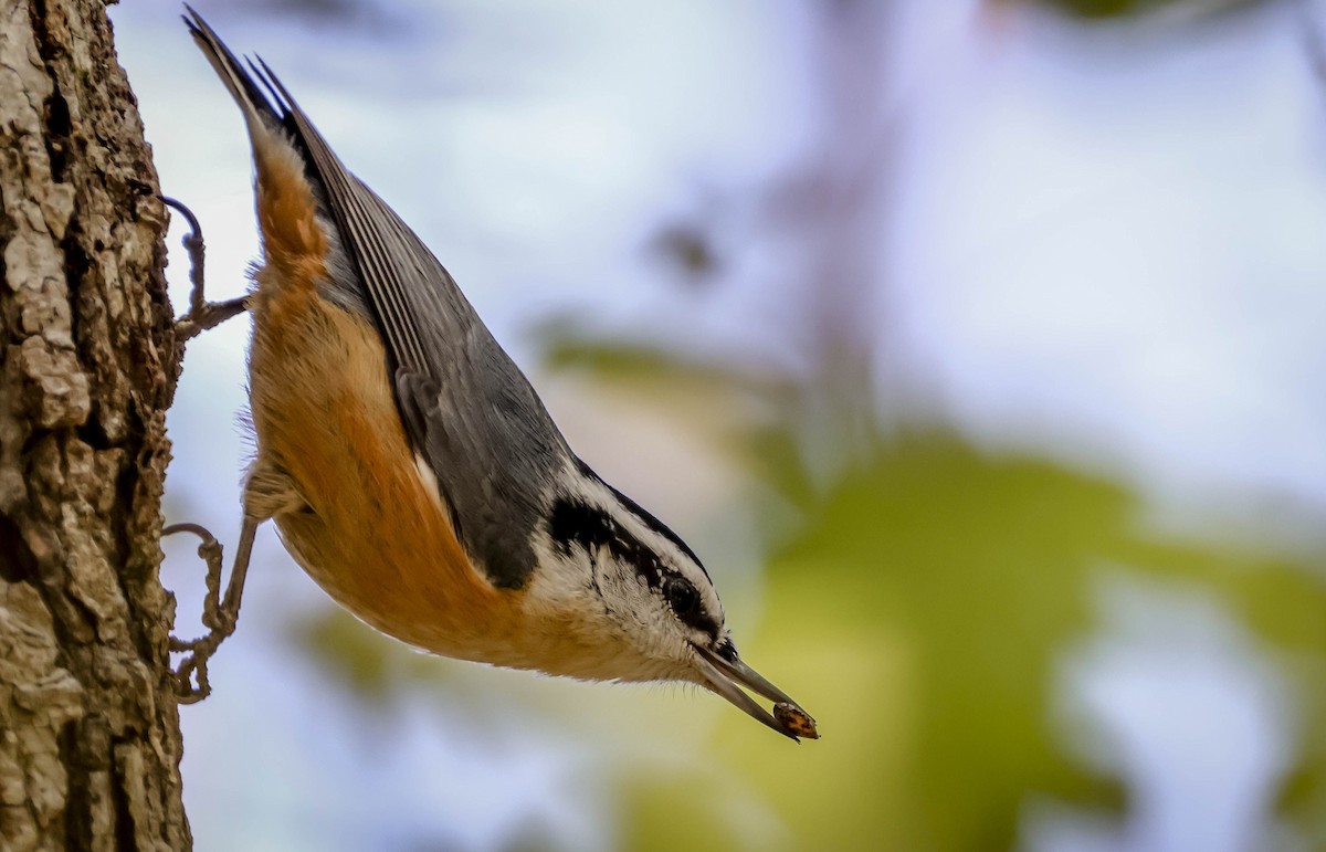 Sittelle à poitrine rousse - ML645470207