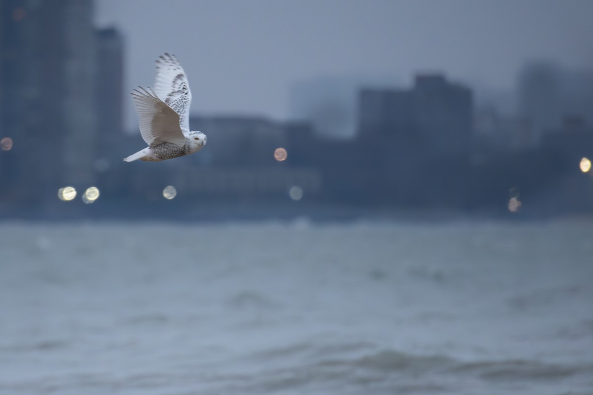 Harfang des neiges - ML645470209