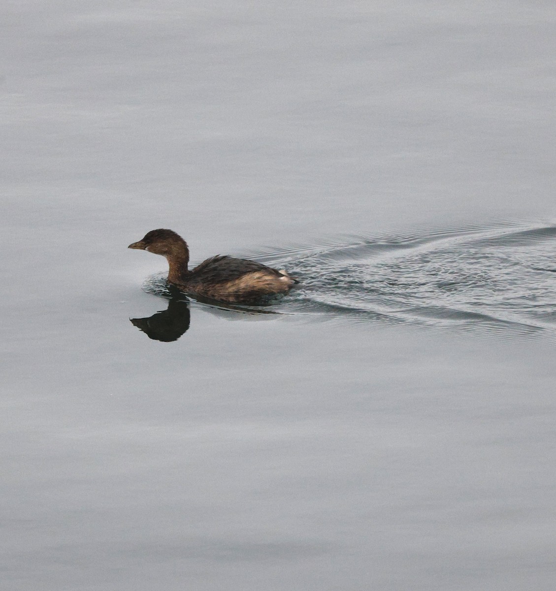 Grèbe à bec bigarré - ML645470211