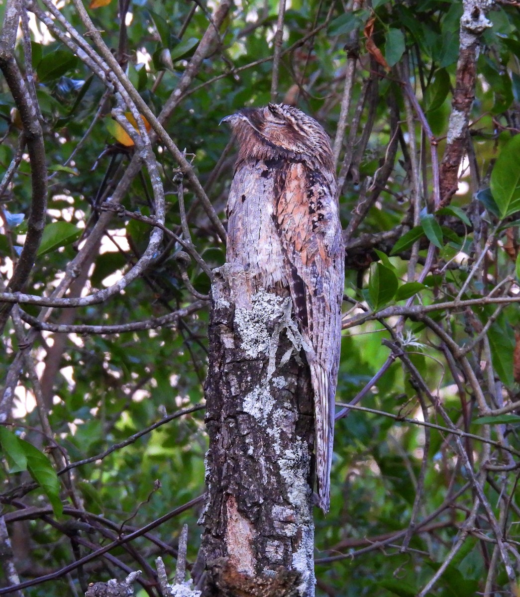 Ibijau gris - ML645470213