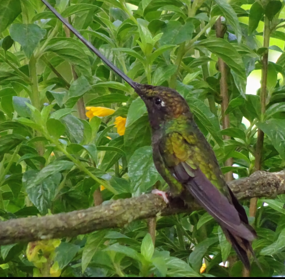 Colibri porte-épée - ML645470214