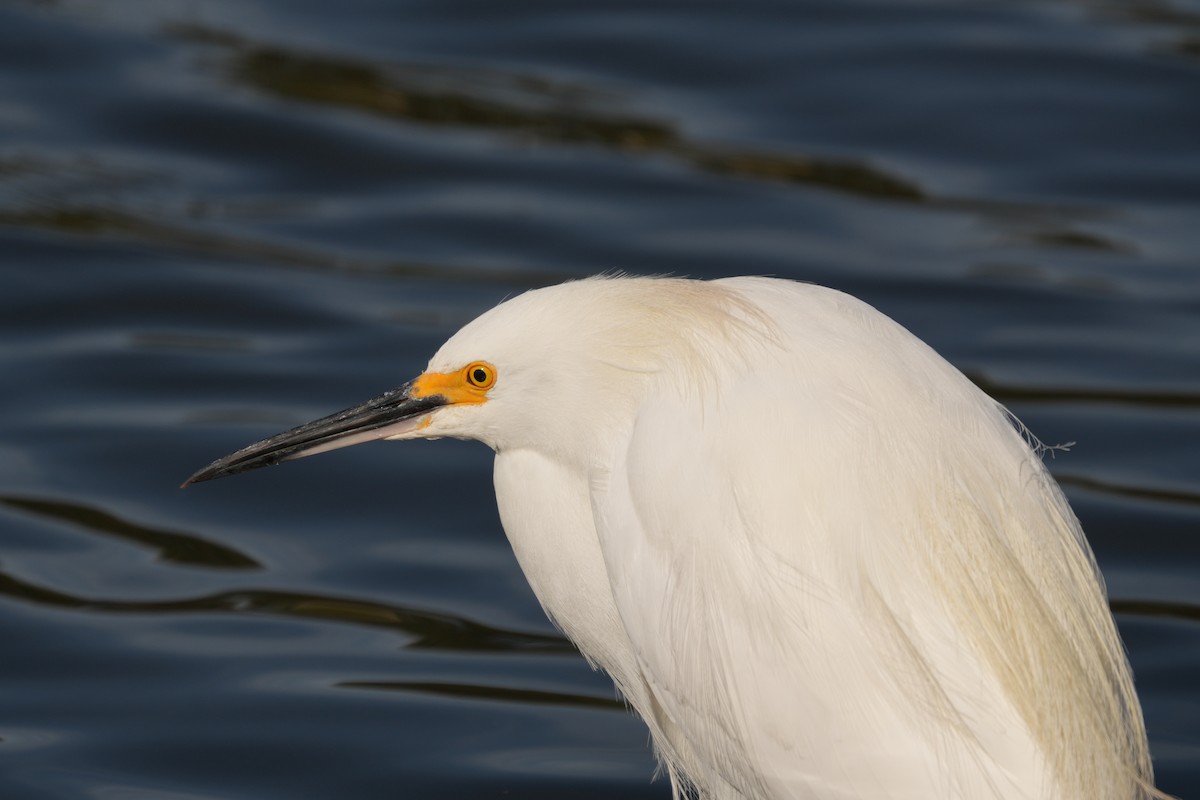 Снежная цапля - ML645470217