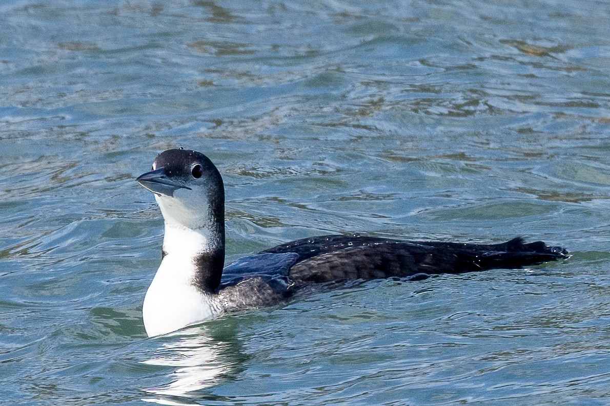 Plongeon huard - ML645470219