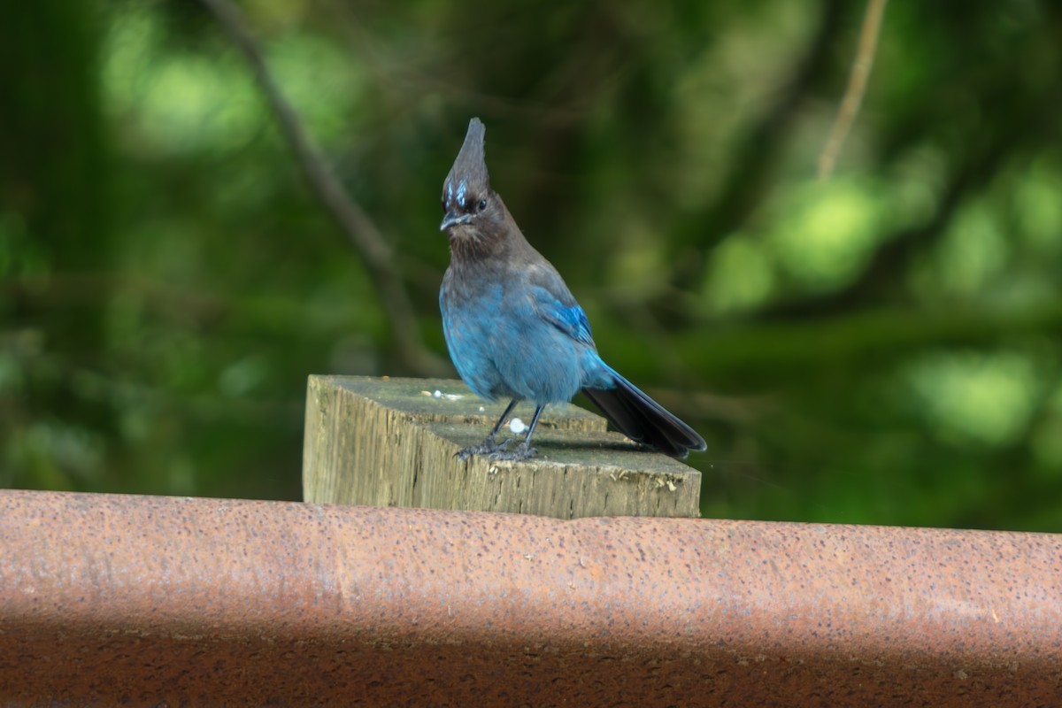 Chara de Steller - ML645470227