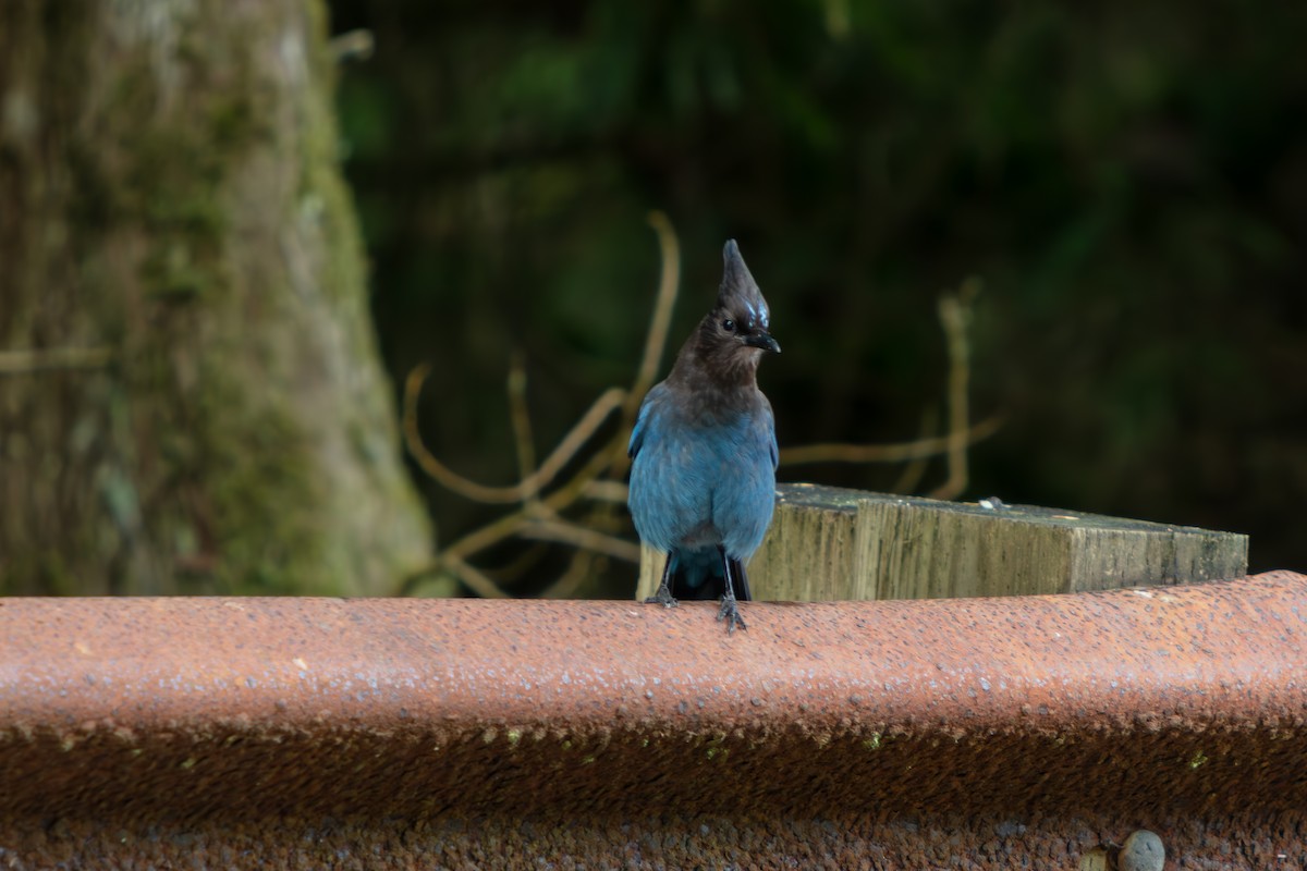 Chara de Steller - ML645470228