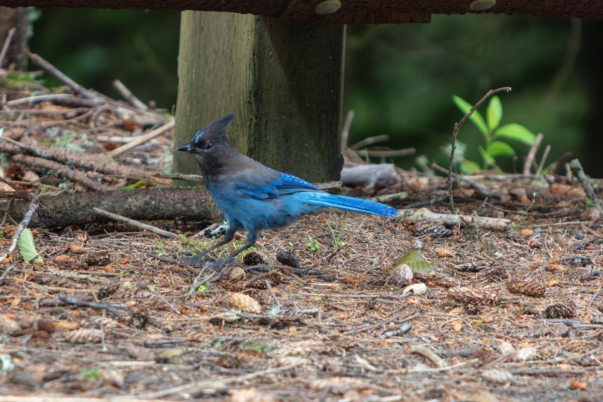 Chara de Steller - ML645470233