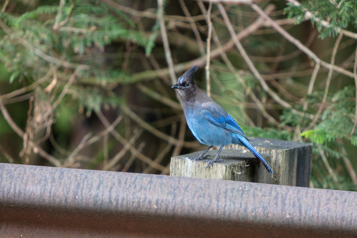 Chara de Steller - ML645470235