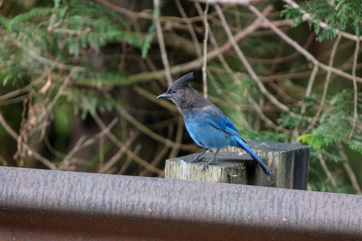 Chara de Steller - ML645470236