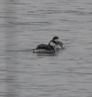 Красношейная поганка - ML645470245